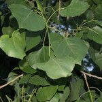 Populus deltoides Blad