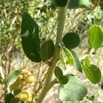 Ceanothus leucodermis Hoja