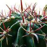Ferocactus emoryi Leaf