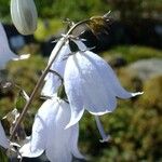 Adenophora liliifolia Fleur