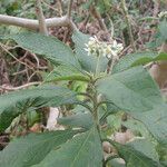 Solanum nudum Leaf