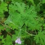 Pelargonium × asperum ഇല