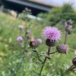 Cirsium arvenseBlodyn