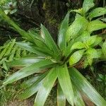 Guzmania plumieri Feuille