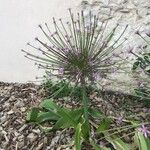 Allium schubertii പുഷ്പം