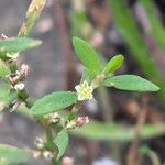 Polygonum aviculareKvět