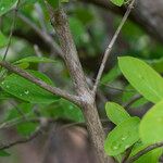 Lonicera morrowii Bark