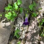 Maurandya barclayana Hábito