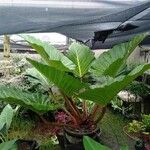 Philodendron melinonii Liść