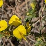 Ononis minutissima Flower