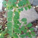 Phyllanthus tenellus Leaf