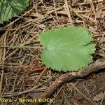 Eryngium tricuspidatum Anders