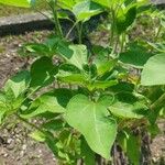 Helianthus annuus Leaf