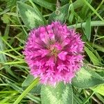 Trifolium alpestre Flower