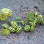 Medicago rugosa Blad