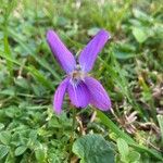 Viola odorata Flower