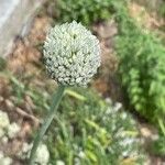 Allium ampeloprasum Kvet