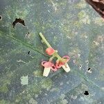 Guarea macrophylla Flower