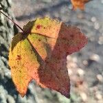 Liquidambar formosana برگ