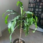 Dracaena arborea Hoja