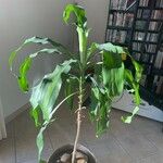 Dracaena arborea List