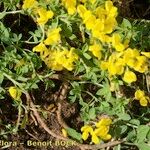 Cytisus ardoinoi Other