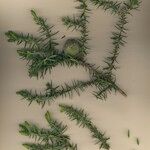 Juniperus drupacea Arall