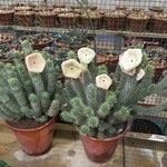 Hoodia gordonii Blatt