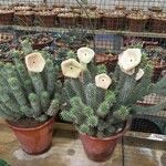 Hoodia gordonii Yaprak