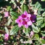 Daphne sericea 花