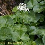 Cardamine asarifolia 整株植物