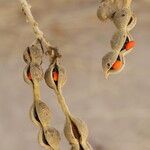 Erythrina abyssinica Fruit