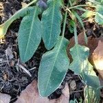 Rumex pulcher Leaf