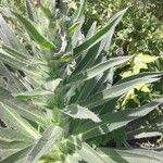 Echium boissieri List