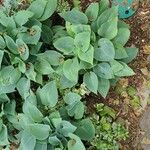 Hosta longipes Листок