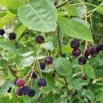 Amelanchier canadensis Fruit