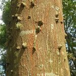 Anadenanthera colubrina പുറംതൊലി
