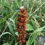 Orobanche elatior फूल