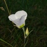 Calochortus gunnisonii Flower