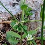 Cerastium holosteoides Листок