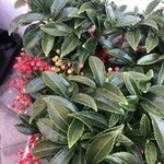 Ardisia crenata List