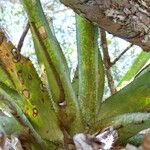 Aechmea distichantha Leaf