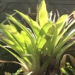 Guzmania lingulata পাতা