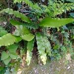 Asplenium scolopendriumLeaf