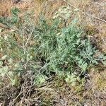 Lomatium dasycarpum Foglia