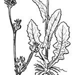 Crepis zacintha Muu
