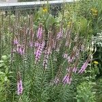 Liatris pycnostachya Kukka