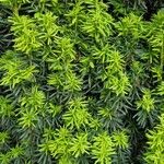 Taxus cuspidataList