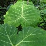 Colocasia gigantea Leaf