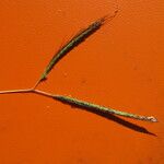 Dichanthium aristatum Cvet